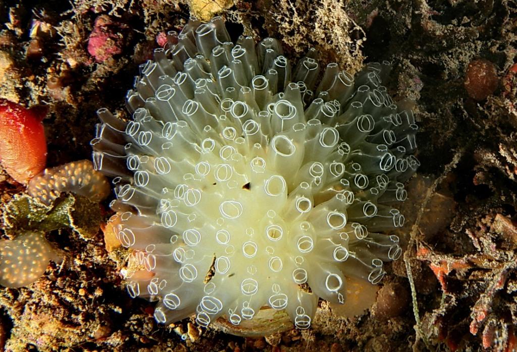 Diazona violacea (Savigny,1816)